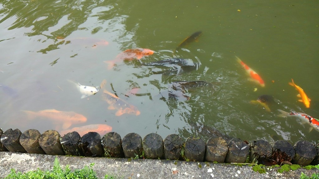 大谷寺　庭園の池の写真
