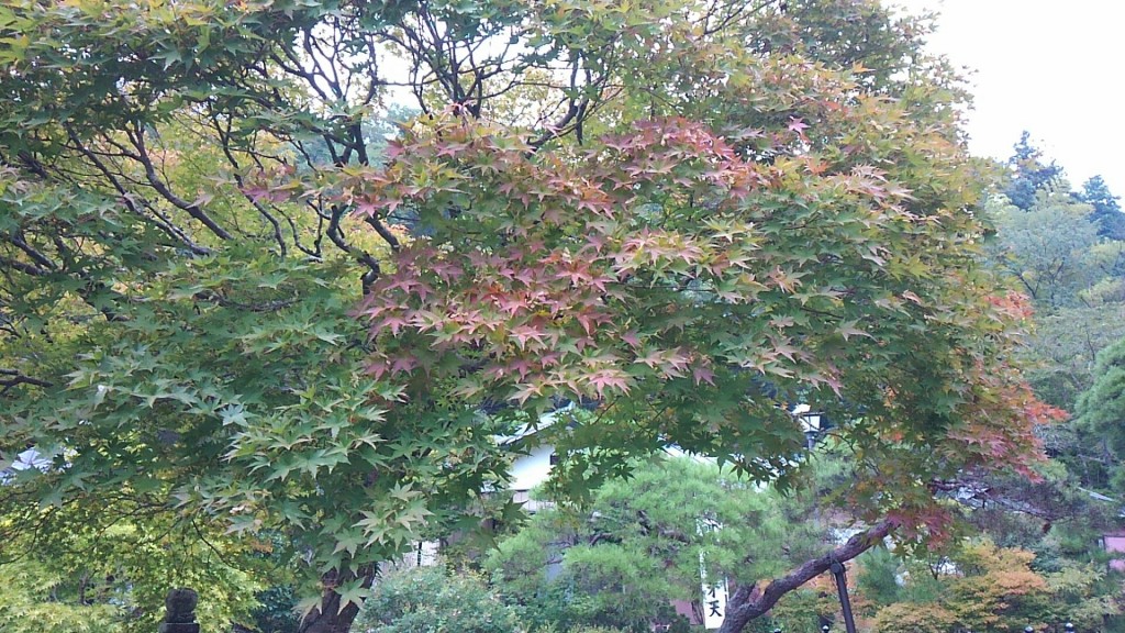大谷寺の紅葉　写真